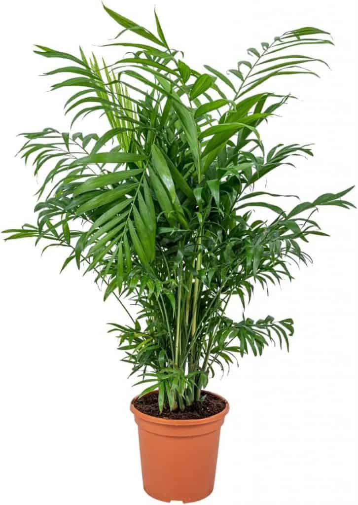 plante contre l'anxiété plante dépolluante palmier de montagne
